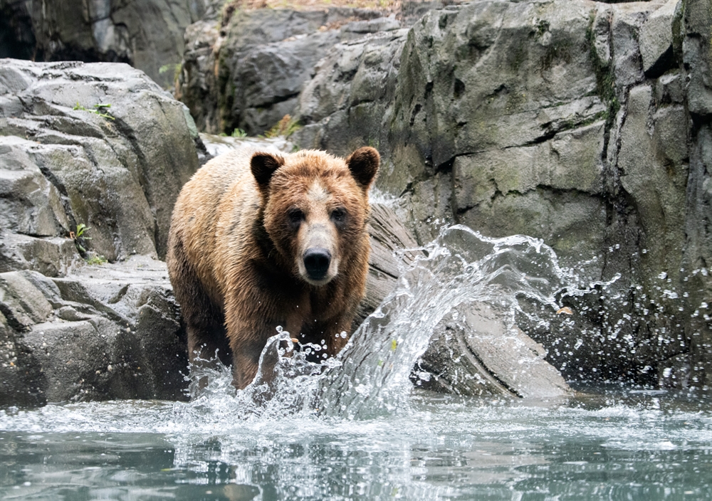 Three Grizzly Bears Debut At Wcss Central Park Zoo Newsroom